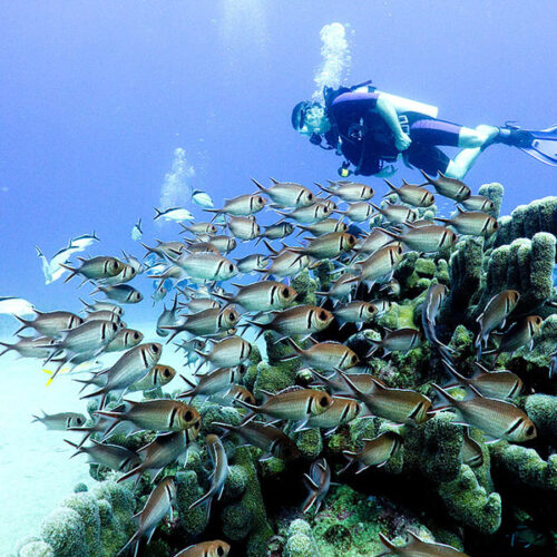 MERLIN DIVE CENTER CABARETE