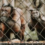 monkey jungle cabarete