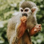 monkey jungle cabarete