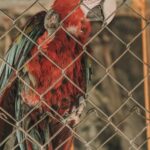 monkey jungle cabarete