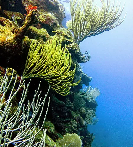 MERLIN DIVE CENTER CABARETE