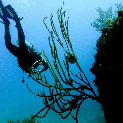 MERLIN DIVE CENTER CABARETE
