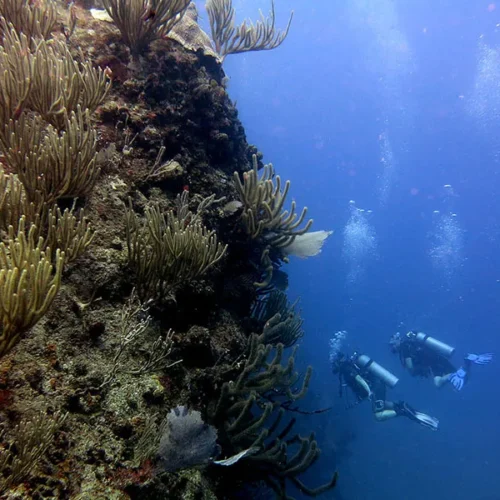 MERLIN DIVE CENTER CABARETE