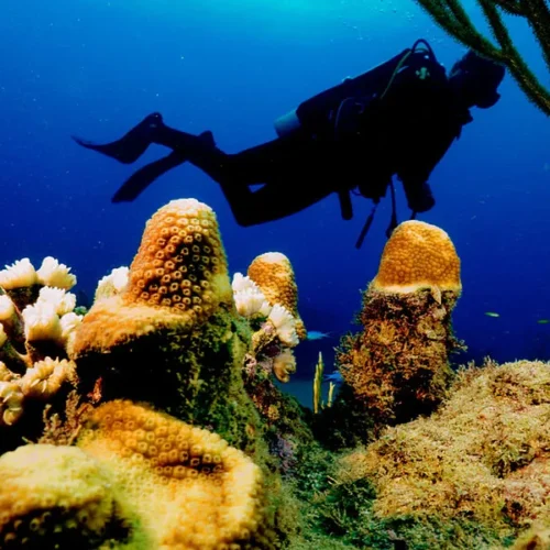 MERLIN DIVE CENTER CABARETE