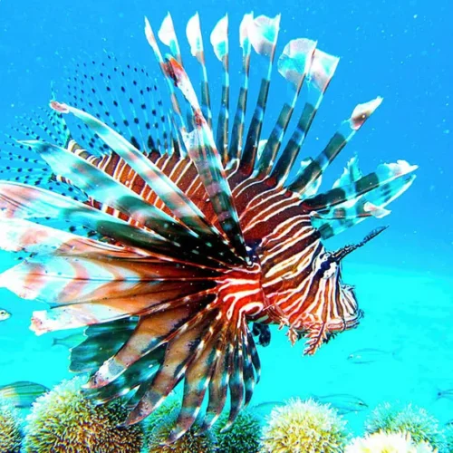 MERLIN DIVE CENTER CABARETE