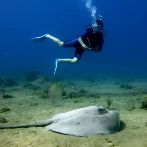 MERLIN DIVE CENTER CABARETE