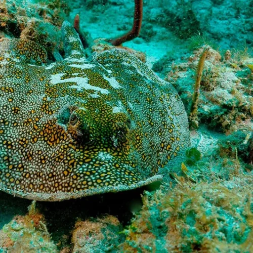 MERLIN DIVE CENTER CABARETE